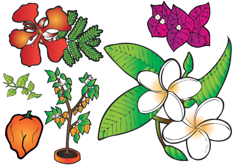 Qué y cómo plantar en Yucatán
