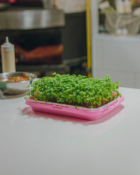 Microgreens in tray