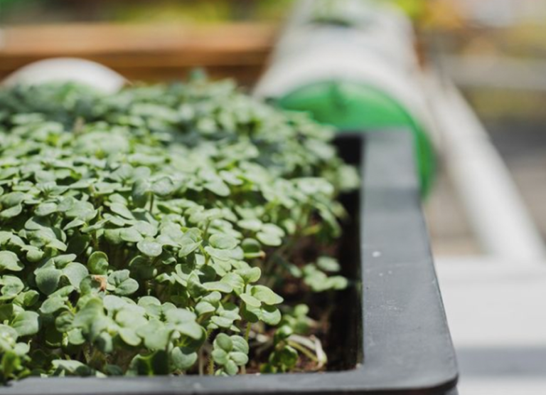 Huertos for beginners: How to grow microgreens at home