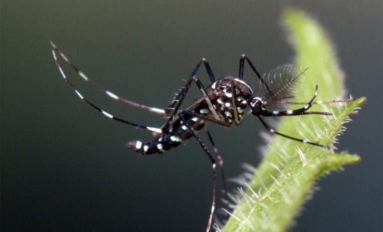 Mosquitos en Mérida: cómo sobrevivir a la temporada de lluvias