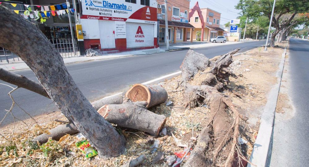 Cutting down a tree in a Mérida public road.