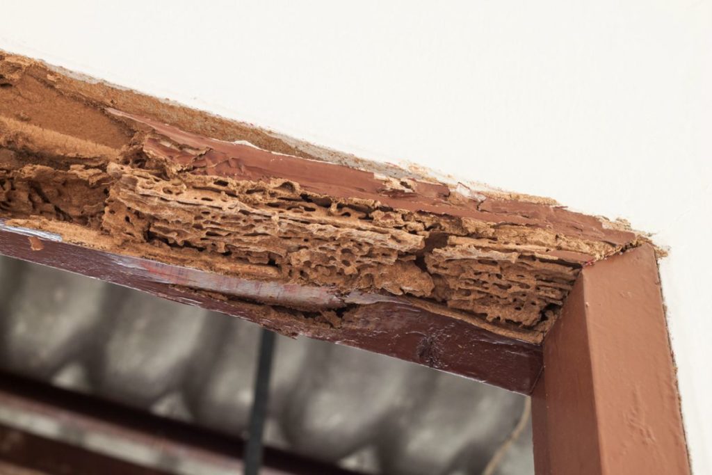 Wooden frame eaten by termites