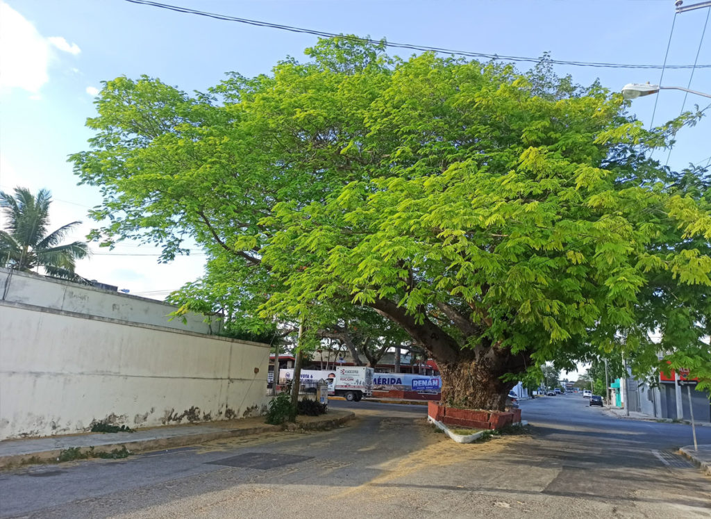 Cómo cortar un árbol en la vía pública de Mérida