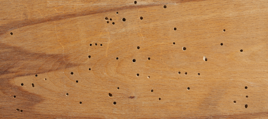 agujeros de termitas en madera