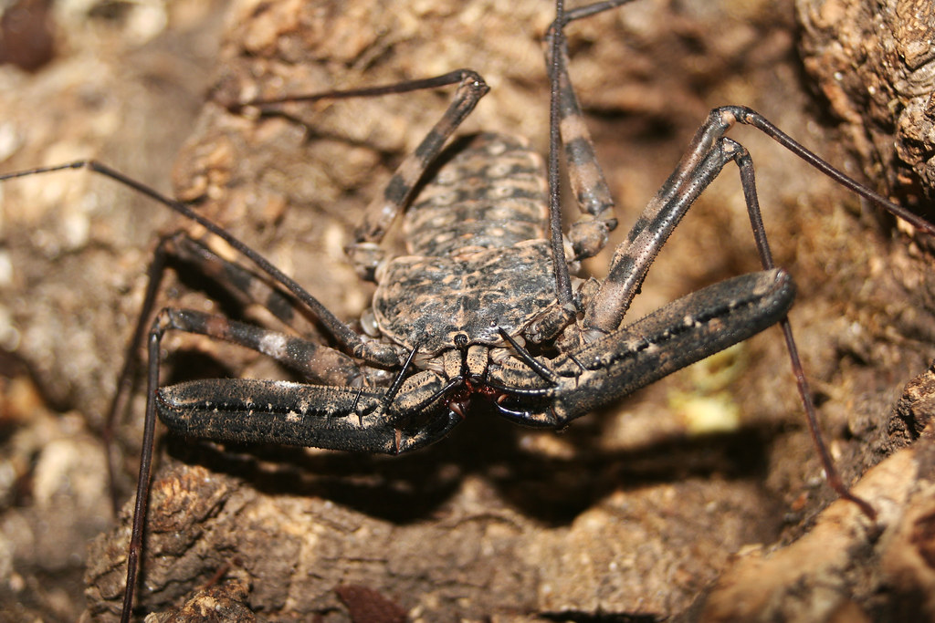 tailless spider in Mérida