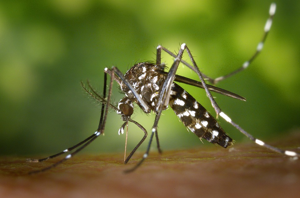 Mosquito close up in Mérida.