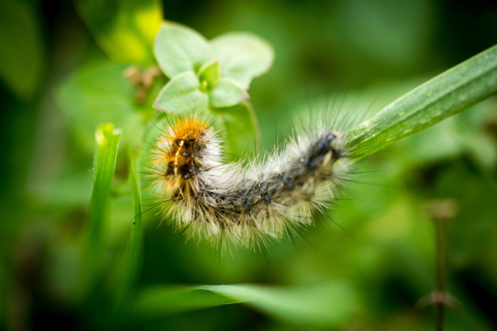 Furry caterpillar 